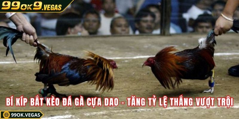 Bí kíp bắt kèo đá gà cựa dao – Tăng tỷ lệ thắng vượt trội
