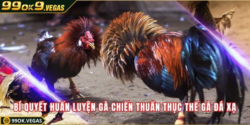 Bí quyết huấn luyện gà chiến thuần thục thế gà đá xạ Bí quyết huấn luyện gà chiến thuần thục thế gà đá xạ