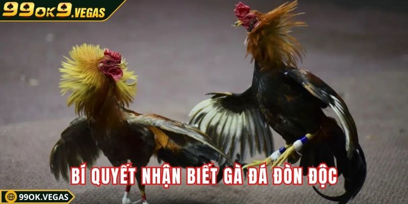 Bí quyết nhận biết gà đá đòn độc
