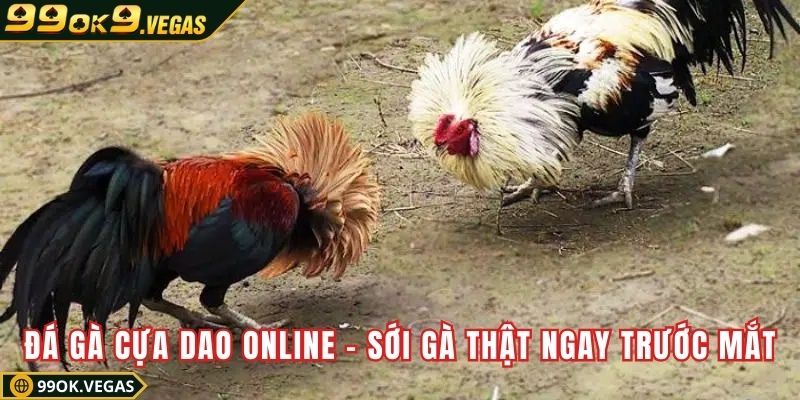 Đá gà cựa dao online – Sới gà thật ngay trước mắt
