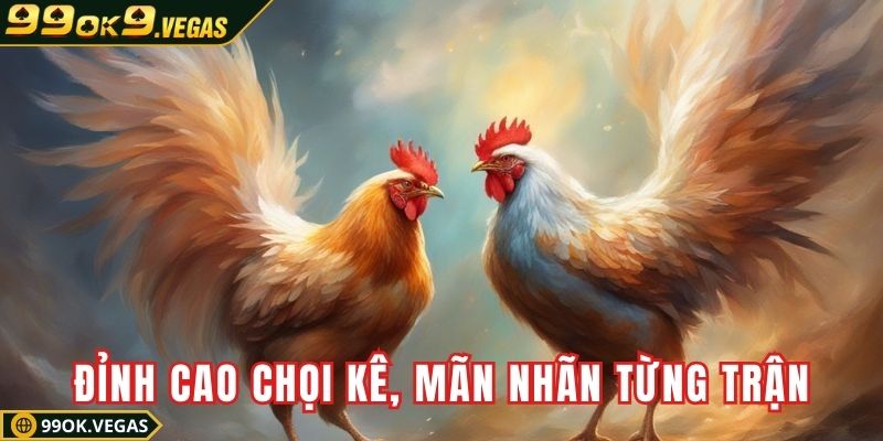 Đỉnh cao chọi kê, mãn nhãn từng trận đấu kịch tính