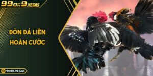 Khám Phá Bí Thuật Đòn Đá Liên Hoàn Cước Trong Đá Gà 99OK