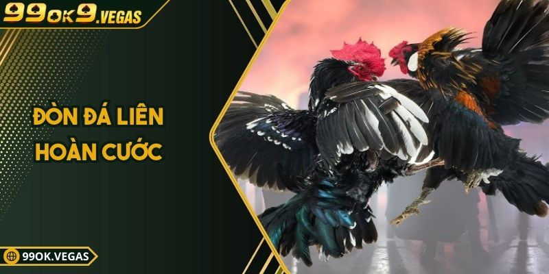 Khám Phá Bí Thuật Đòn Đá Liên Hoàn Cước Trong Đá Gà 99OK
