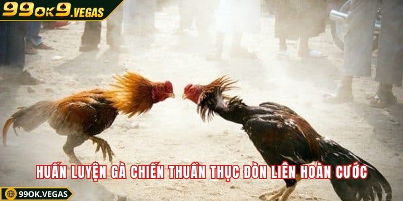 Huấn luyện gà chiến thuần thục đòn liên hoàn cước