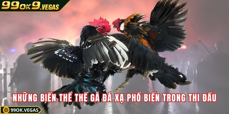 Những biến thể thế gà đá xạ phổ biến trong thi đấu Những biến thể thế gà đá xạ phổ biến trong thi đấu