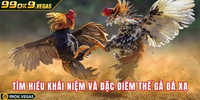 Tìm hiểu khái niệm và đặc điểm thế gà đá xạ Tìm hiểu khái niệm và đặc điểm thế gà đá xạ