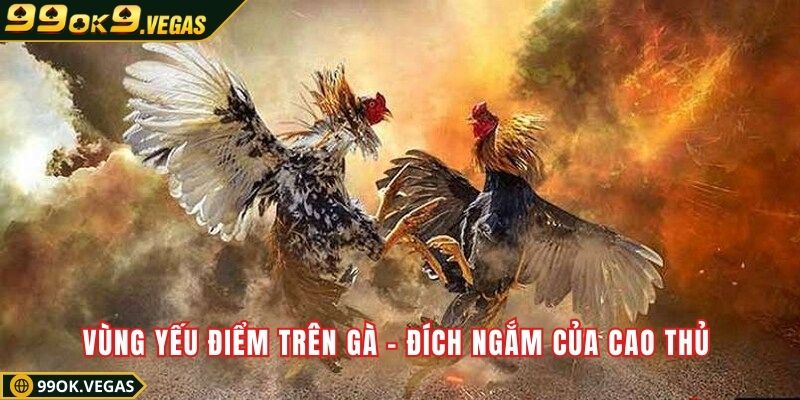 Vùng yếu điểm trên gà – Đích ngắm của cao thủ